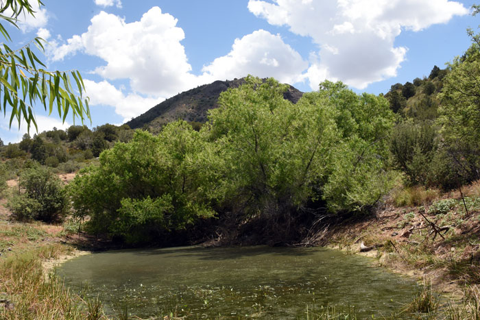 Goodding's Willow is an important tree in the southwestern U.S. where it provides important shade in dry desert and upland regions. Salix gooddingii Goodding's Willow is an important tree in the southwestern U.S. where it provides important shade in dry desert and upland regions. Salix gooddingii